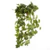 Top 10 🎉 12 Pack: German Ivy Bush by Ashland® ✔️ 1 Top 10 🎉 12 Pack: German Ivy Bush by Ashland® ✔️ -Ashland Sales MP335273 1
