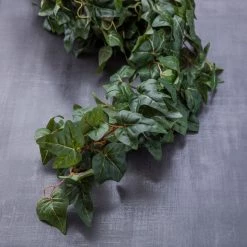 Top 10 🎉 12 Pack: German Ivy Bush by Ashland® ✔️ -Ashland Sales MP335273 22
