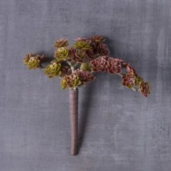 Best reviews of 🎉 12 Pack: Creeping Red Sedum Pick by Ashland® 💯 -Ashland Sales MP337815 22