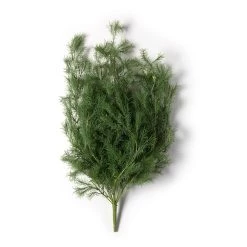 Hot Sale 😀 12 Pack: Green Springeri Fern Bush by Ashland® 😍 -Ashland Sales MP339547 21