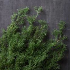 Hot Sale 😀 12 Pack: Green Springeri Fern Bush by Ashland® 😍 -Ashland Sales MP339547 22