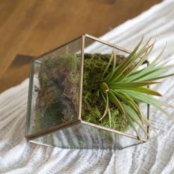 Best Pirce 😉 12 Pack: Decorative Moss by Ashland® ✨ -Ashland Sales MP341503 3