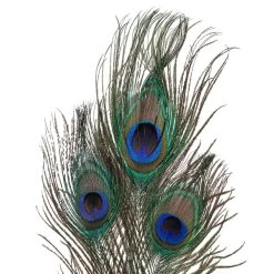 Deals β 12 Pack: Peacock Feather Picks by Ashland® π 8 Deals β 12 Pack: Peacock Feather Picks by Ashland® π -Ashland Sales MP355707 20