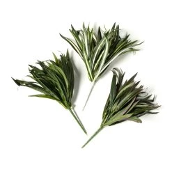 Cheapest 🛒 12 Pack: Assorted Cordyline Bush by Ashland® ❤️ -Ashland Sales MP356827 21