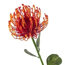 Hot Sale 😍 12 Pack: Tropical Needle Protea Spray by Ashland® 👏 -Ashland Sales MP381033 20