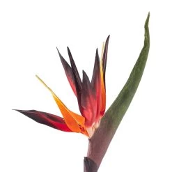 Cheap 🥰 12 Pack: Tropical Bird of Paradise Stem by Ashland® 👍 -Ashland Sales MP390624 20