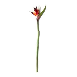 Cheap 🥰 12 Pack: Tropical Bird of Paradise Stem by Ashland® 👍 -Ashland Sales MP390624 21