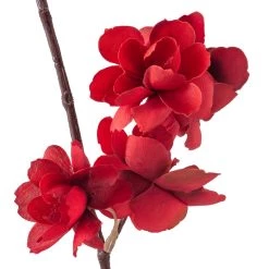 Cheapest 😀 12 Pack: Red Apple Blossom Branch Spray by Ashland® 🥰 9 Cheapest 😀 12 Pack: Red Apple Blossom Branch Spray by Ashland® 🥰 -Ashland Sales MP400684 20
