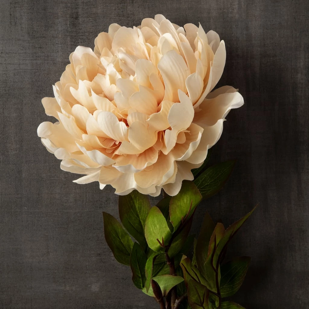 New ๐ 12 Pack: Cream Peony Stem by Ashland® ๐ 4 New ๐ 12 Pack: Cream Peony Stem by Ashland® ๐ - Image 2