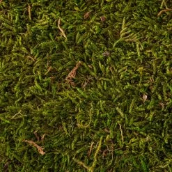 Best reviews of 🔥 12 Pack: Forest Green Preserved Moss by Ashland® 😉 -Ashland Sales MP407975 22