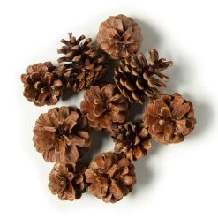 Best Sale ⭐ 12 Pack: Pinecone Bag by Ashland® 🎉 -Ashland Sales MP424644 21