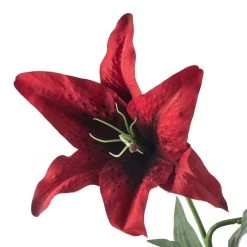 Wholesale 🤩 12 Pack: Red Casablanca Lily Stem by Ashland® 👍 -Ashland Sales MP430444 20