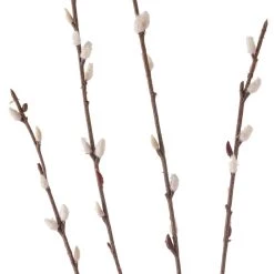 Discount π 18 Pack: Pussy Willow Stem by Ashland® π€© 9 Discount π 18 Pack: Pussy Willow Stem by Ashland® π€© -Ashland Sales MP450208 20