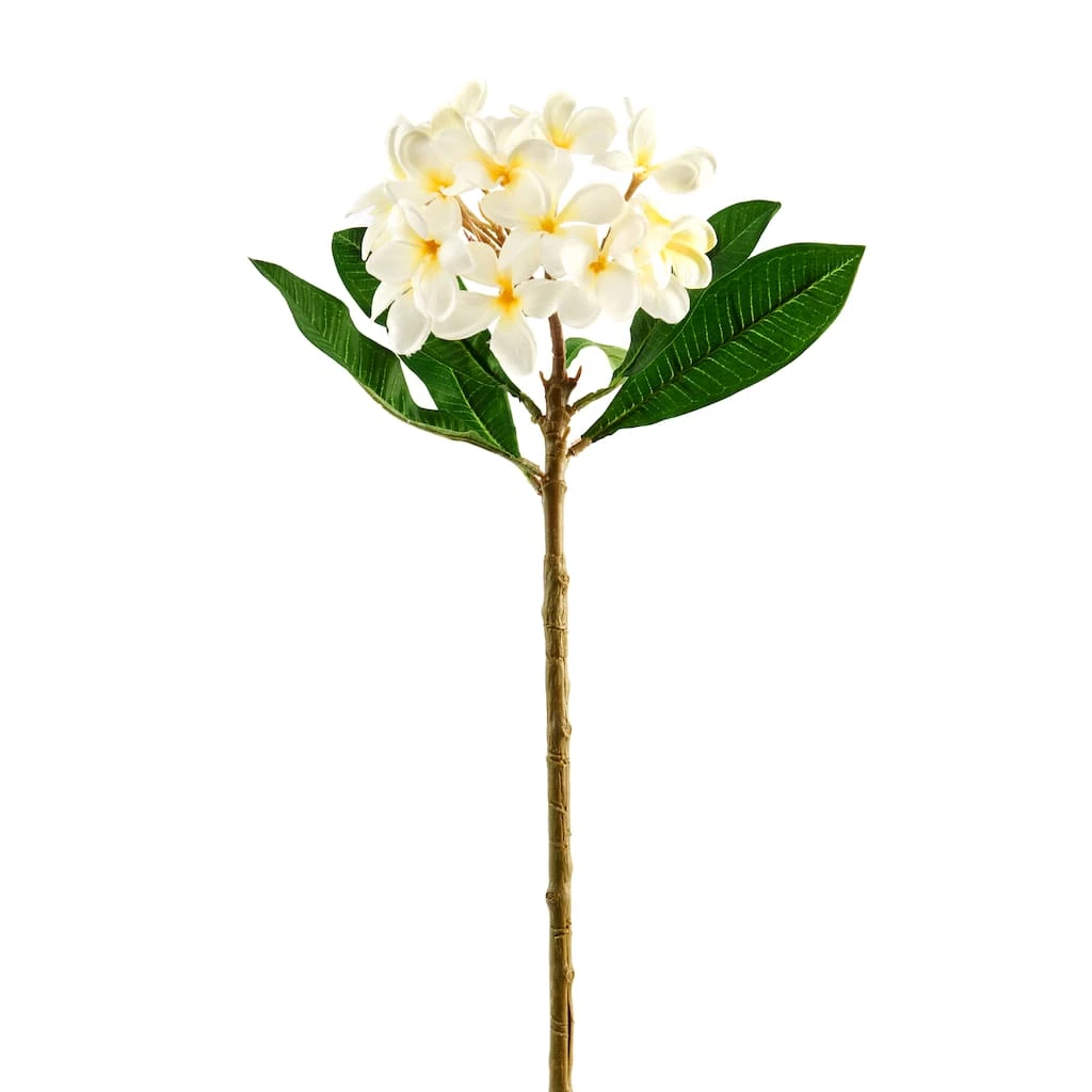 Deals 👏 12 Pack: White Frangipani Stem by Ashland® 👍 3 Deals 👏 12 Pack: White Frangipani Stem by Ashland® 👍