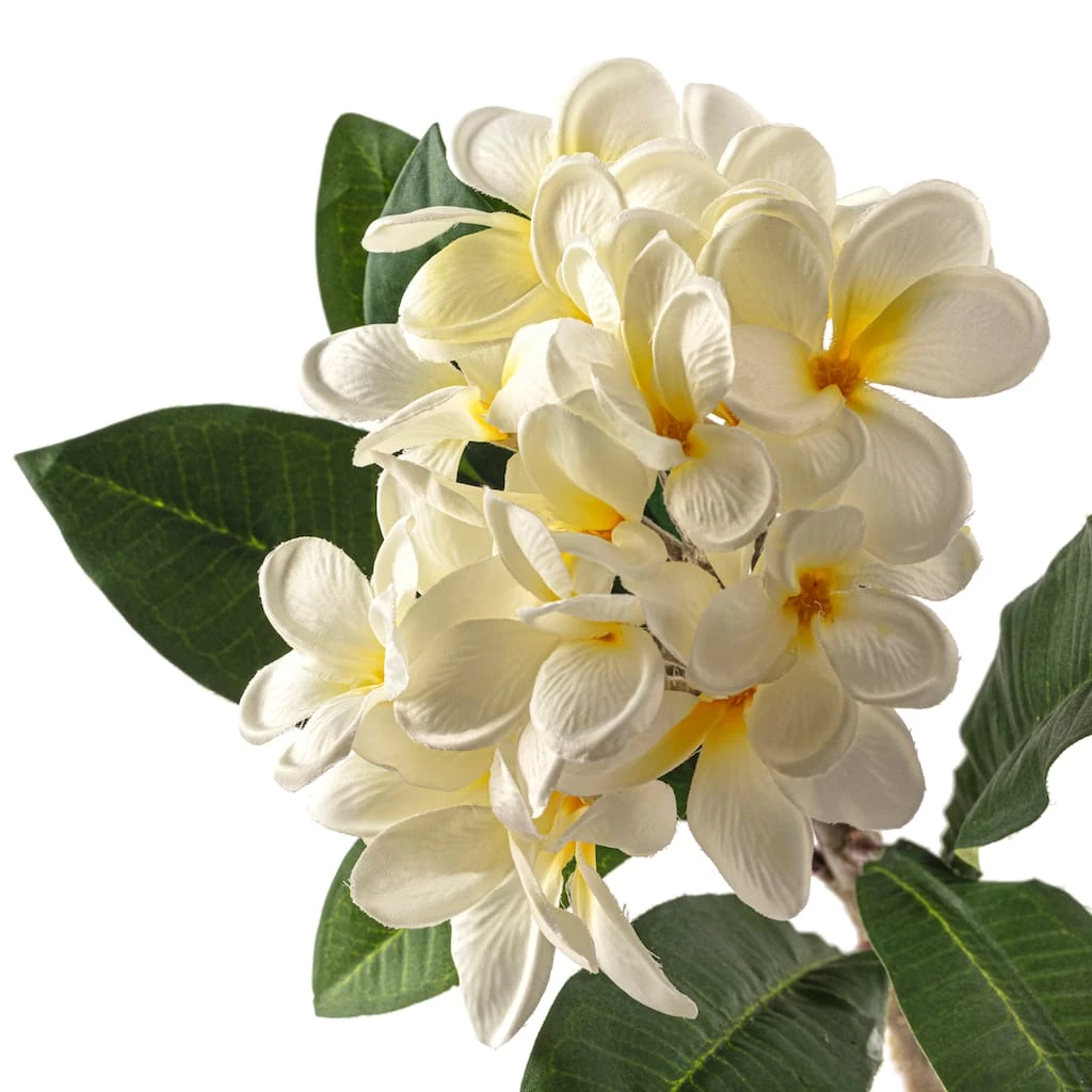 Deals 👏 12 Pack: White Frangipani Stem by Ashland® 👍 5 Deals 👏 12 Pack: White Frangipani Stem by Ashland® 👍 - Image 3