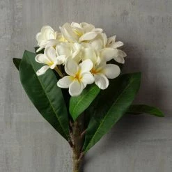 Deals 👏 12 Pack: White Frangipani Stem by Ashland® 👍 7 Deals 👏 12 Pack: White Frangipani Stem by Ashland® 👍 -Ashland Sales MP450428 25
