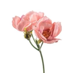 Budget 🔥 12 Pack: Pink Kate Rose Spray by Ashland® ⌛ -Ashland Sales MP451130 20