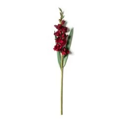 Hot Sale π 12 Pack: Burgundy Gladiolus Stem by Ashland® β¨ 7 Hot Sale π 12 Pack: Burgundy Gladiolus Stem by Ashland® β¨ -Ashland Sales MP451146 21