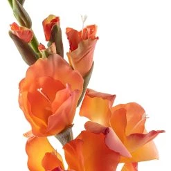 New 💯 12 Pack: Salmon Gladiolus Stem by Ashland® ✨ -Ashland Sales MP451152 20