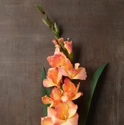 New 💯 12 Pack: Salmon Gladiolus Stem by Ashland® ✨ -Ashland Sales MP451152 25
