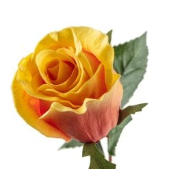 Wholesale 🌟 12 Pack: Peach Faux Rose by Ashland® 🌟 -Ashland Sales MP501471 20