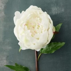 Best reviews of ✔️ 12 Pack: White King Peony Stem by Ashland® 🔥 -Ashland Sales MP501479 20