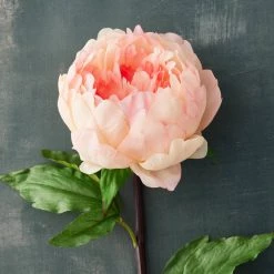Discount 🔥 12 Pack: Coral King Peony Stem by Ashland® 🥰 -Ashland Sales MP501482 20
