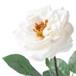 Cheapest 🎁 12 Pack: White Orlane Rose Stem by Ashland® 🎉 -Ashland Sales MP501485 20