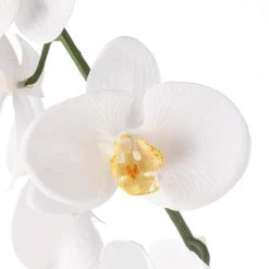 Budget ❤️ 8 Pack: White Orchid Stem by Ashland® 🤩 -Ashland Sales MP501488 20
