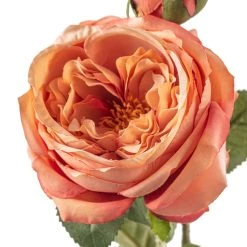 Best Sale ❤️ 12 Pack: Pink Coral English Rose Stem by Ashland® 🎁 -Ashland Sales MP501509 20