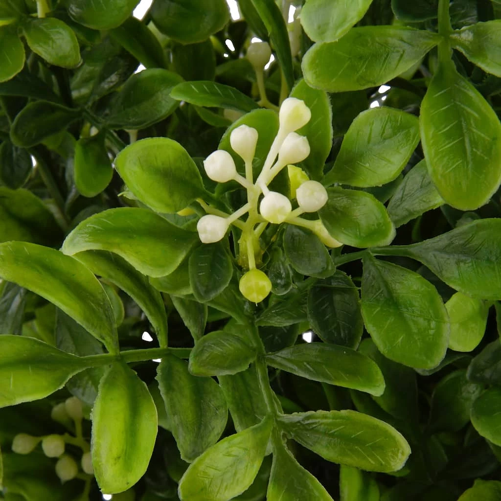 Buy 🔔 9 Pack: Boxwood & Berry Bush by Ashland® ⭐ 4 Buy 🔔 9 Pack: Boxwood & Berry Bush by Ashland® ⭐ - Image 2