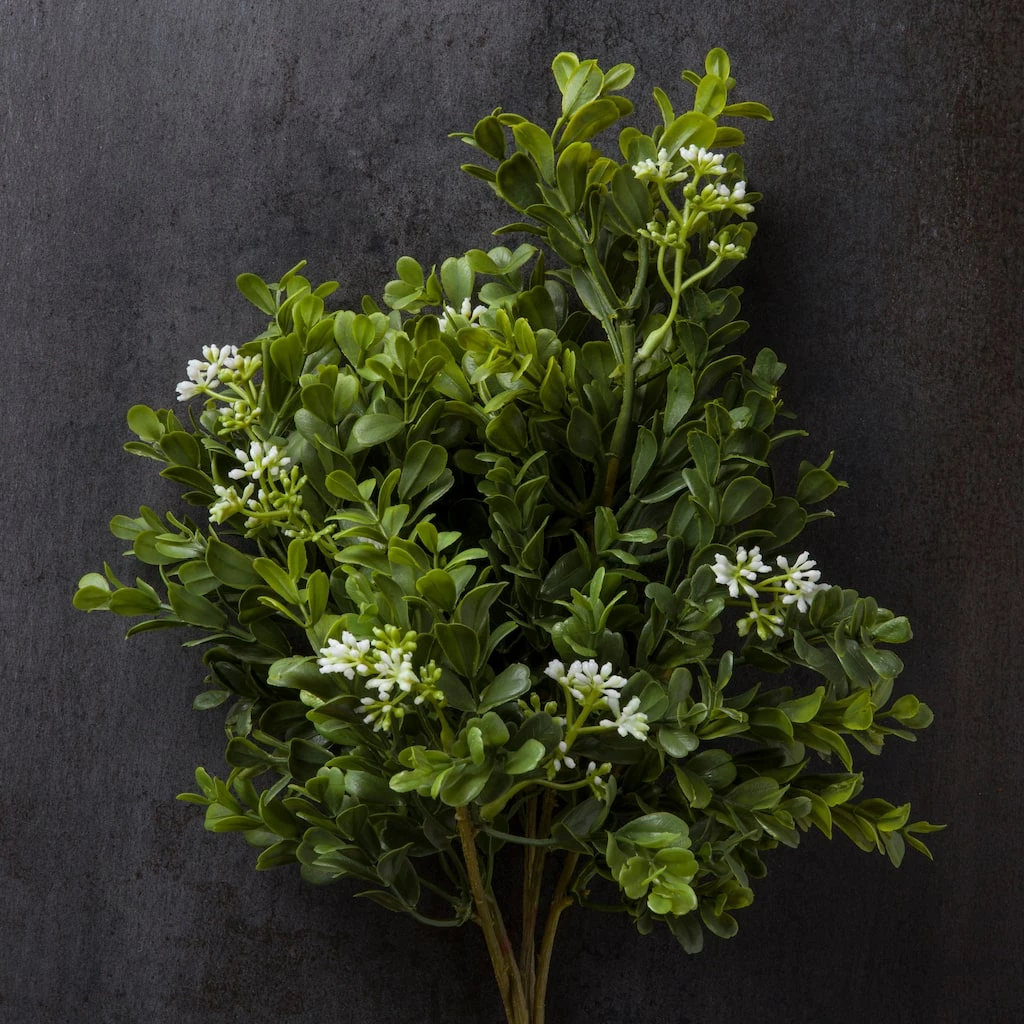 Buy 🔔 9 Pack: Boxwood & Berry Bush by Ashland® ⭐ 6 Buy 🔔 9 Pack: Boxwood & Berry Bush by Ashland® ⭐ - Image 4