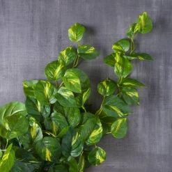 Deals 👍 12 Pack: Hanging Philo Bush by Ashland® ⭐ -Ashland Sales MP547222 22