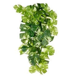 Best deal β€οΈ 12 Pack: Split Hanging Philo Bush by Ashland® π