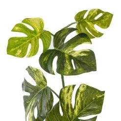 Best deal ❤️ 12 Pack: Split Hanging Philo Bush by Ashland® 🎉 -Ashland Sales MP547223 20