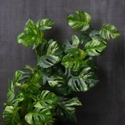 Best deal ❤️ 12 Pack: Split Hanging Philo Bush by Ashland® 🎉 -Ashland Sales MP547223 22