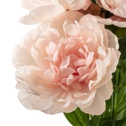 Deals 🧨 12 Pack: Coral Peony Bush by Ashland® 🌟 -Ashland Sales MP547347 20