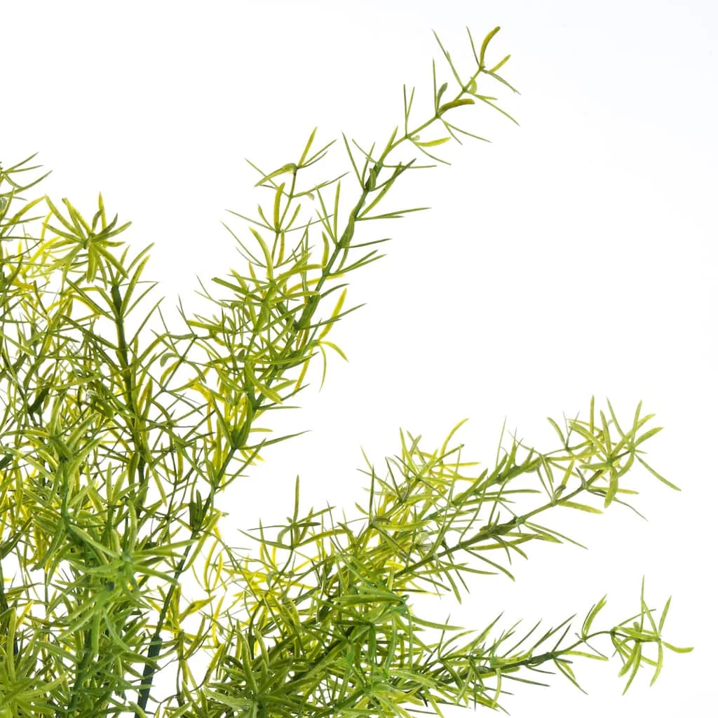 Wholesale 👍 12 Pack: Springeri Bush by Ashland® 🎉 4 Wholesale 👍 12 Pack: Springeri Bush by Ashland® 🎉 - Image 2