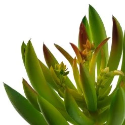 Best Sale 👏 12 Pack: Assorted Succulent Pick by Ashland® 😀 -Ashland Sales MP547488 20