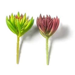 Best Sale 👏 12 Pack: Assorted Succulent Pick by Ashland® 😀 -Ashland Sales MP547488 21