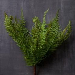 Cheapest 😉 8 Pack: Green Boston Fern Bush by Ashland® 🥰 -Ashland Sales MP547493 22