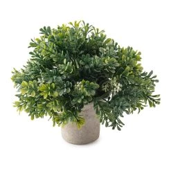 Budget ❤️ 6 Pack: Premade Boxwood Bush by Ashland® 🔥 -Ashland Sales MP547538 21