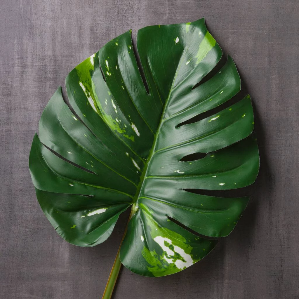 Best Pirce ✨ 12 Pack: Monstera Leaf Stem by Ashland® 😍 5 Best Pirce ✨ 12 Pack: Monstera Leaf Stem by Ashland® 😍 - Image 3