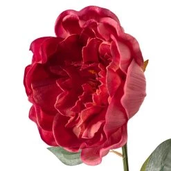 Best reviews of 🎉 6 Pack: Fuchsia Peony Stem by Ashland® 😍 -Ashland Sales MP626892 20