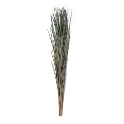 Cheapest ⌛ 8 Pack: Green Magnolia Flax Grass Bundle by Ashland® 🔥 -Ashland Sales MP646374 21